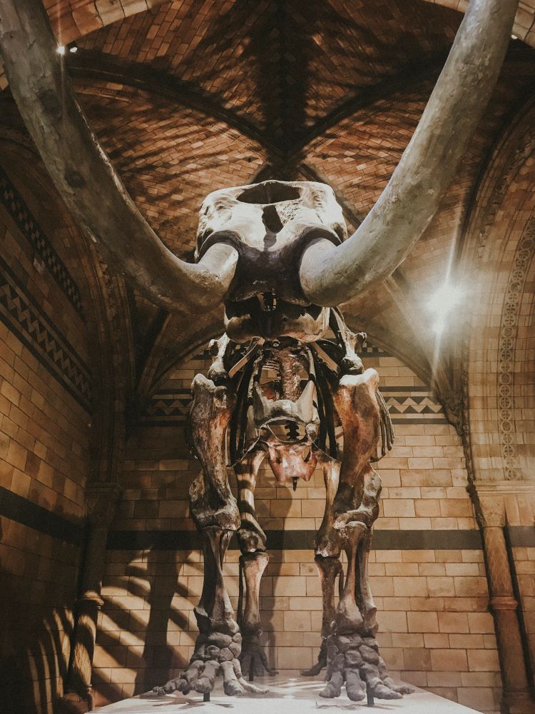 esqueleto mamut en el museo britanico de historia de londres